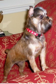 Brussels Griffon Rescue photo