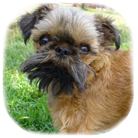 Brussels Griffon rescue photo